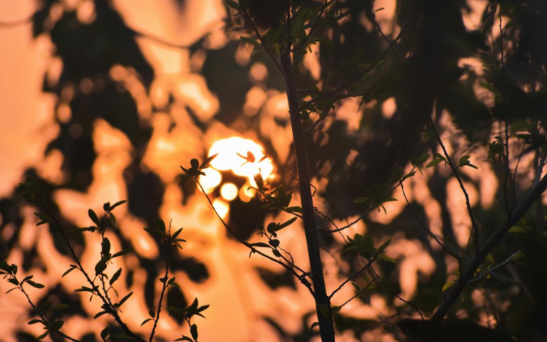 Obertura del blog i d’un recorregut endins