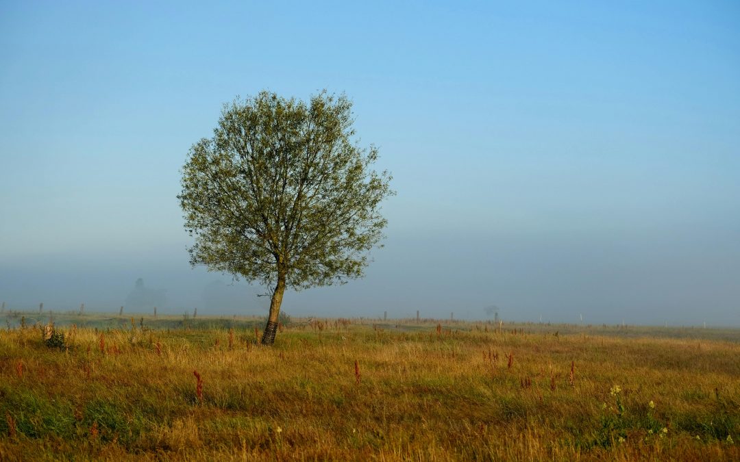 Solitud: un espai que pot fer por, però també pot sostenir