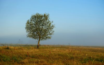 Solitud: un espai que pot fer por, però també pot sostenir